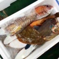 お試しサイズ 瀬戸内鮮魚 詰め合わせ 果物や野菜などの宅配食材通販産直アウル