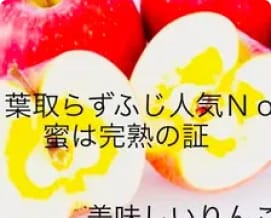 人気NO.1蜜ライトで蜜入り保証 葉取らず完熟ふじご家庭用約5キロ14〜23玉